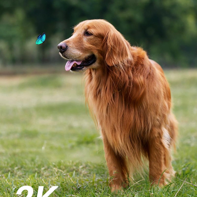 AOSU Outdoor Cam D1 Lite