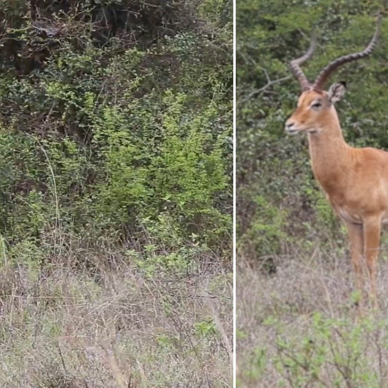 Reolink BP4G Outdoor Battery Camera 4K PTZ GO Ranger PT + Solar